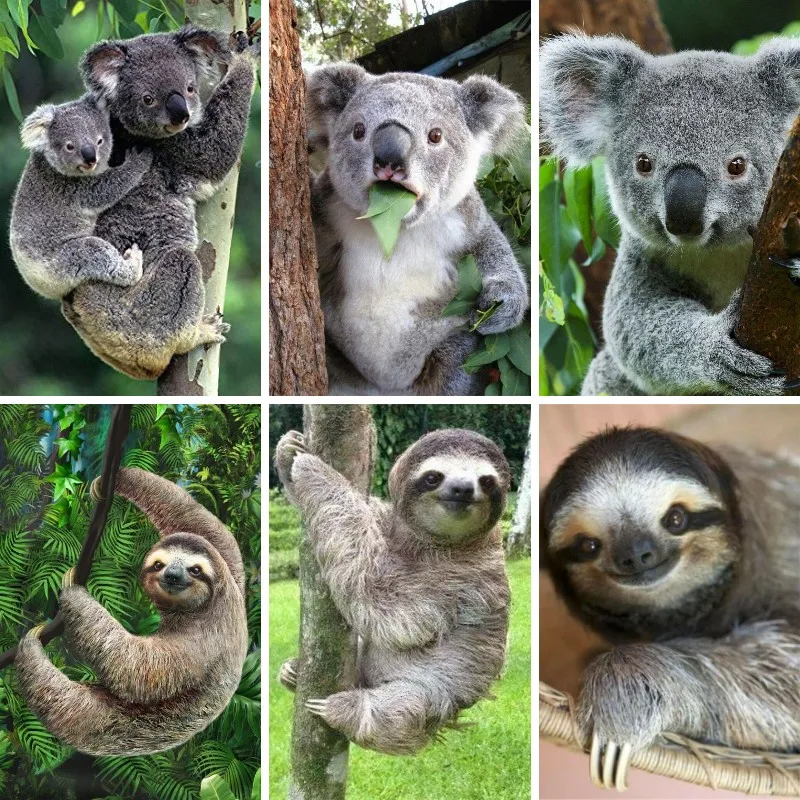 5D Diamond Painting Sloth Koal - Embroidery Australia recensie en prijs